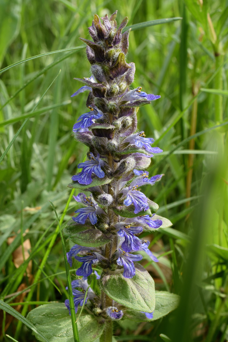 bloom, close-up, datailaufnahme, flower, flower meadow, plant, flowering plant, flower head, no people, pointed flower, harmony, flower macro, true lavender