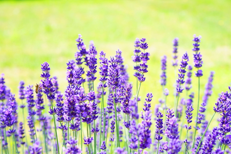 garden lavender, flowering plant, field, selective focus, nature ...