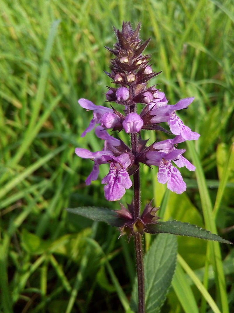 no people, land, beauty in nature, grass, flower, honey plants, fragility, focus on foreground, meadow grass, 2K, flowers of the field, growth, petal