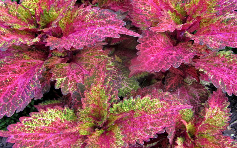 plants, nettle, family, flowering, colored, lamiaceae, 1080P, coleus, indian