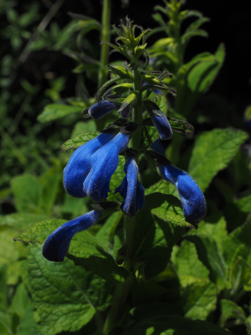 no people, vulnerability, garden sage, focus on foreground, flower head, green color, flowering plant, lamiaceae, fragility, petal, Salvia, sage flowers