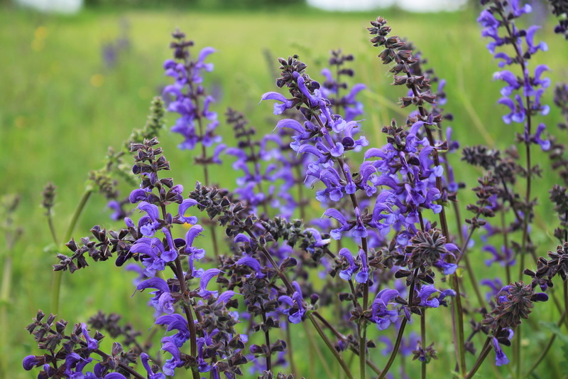 no people, wild flower, flower meadow, plant, pollination, fragility, day, nature, flowering plant, petal, sage, purple, flower head, 4K, land, springtime