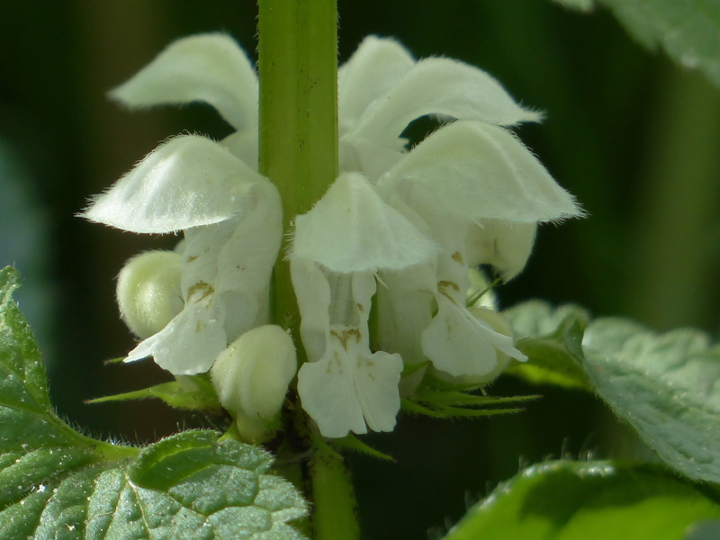 vulnerability, beauty in nature, flowering plant, day, pollen, growth, selective focus, plant part, lamium album, leaf, green color, white color, flower