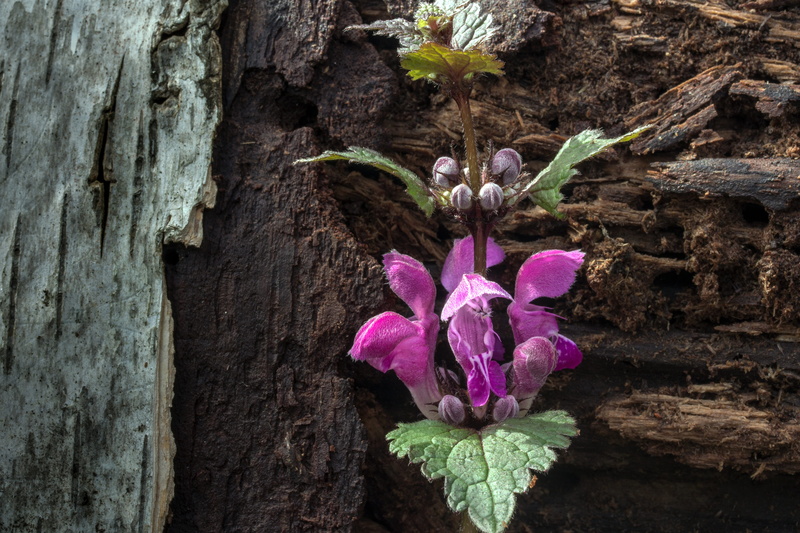petals, growth, tree trunk, textured, dead nettle, wild flower, 4K, pink color, bloom, trunk, wild herb, lip flowering plant, no people, flower head, freshness