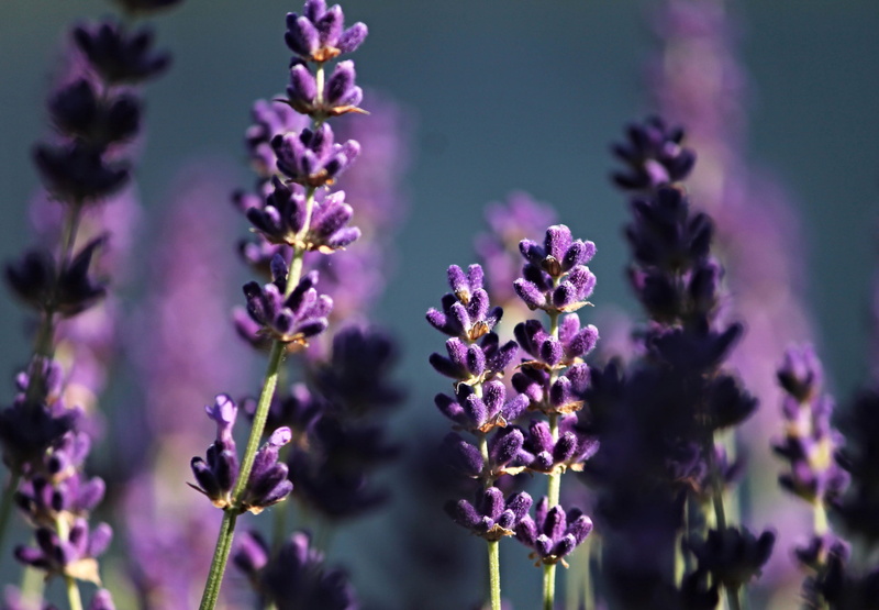 no people, ornamental plant, crop, lamiaceae, spice, fragrance, nature, outdoors, selective focus, lavender flowers, lavender colored, food, garden, summer