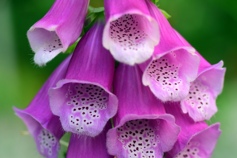 Digitalis, flower, nature, petaled, close, natural pattern, lamiaceae good, pollen, common foxglove, beauty, petal, bell, blossom, spotted, pitaya, flower head