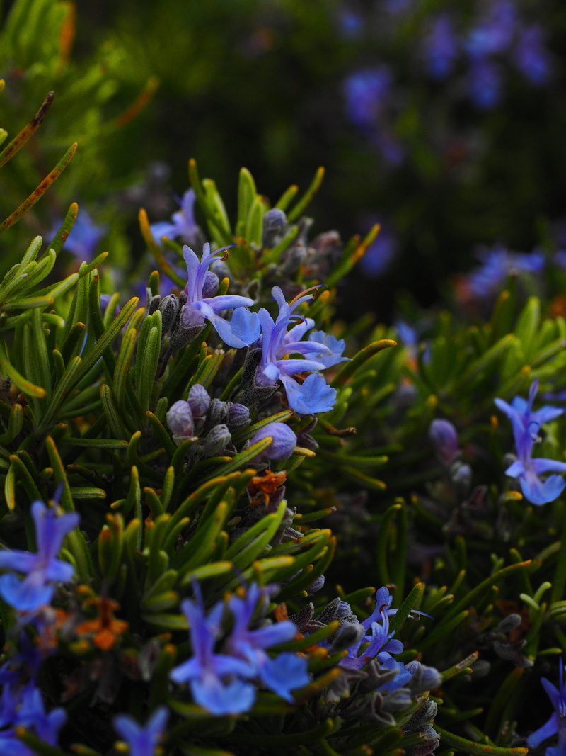 petal, no people, close-up, beauty in nature, nature, green color, fragility, vulnerability, scented plant, 4K, mediterranean, rosmarinus, flower, aromatic