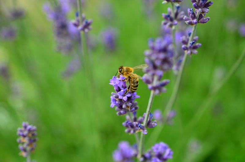animal themes, bloom, lavandula, butterfly - insect, bee, animals in the wild, purple, flower, freshness, invertebrate, bumblebee, herb, growth, true lavender