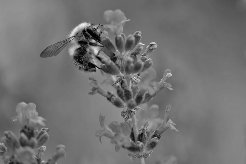 pollination, day, animal wildlife, vulnerability, close up, macro, lavender flowers, flowering plant, fragility, plant, animal themes, flower head, beauty in nature