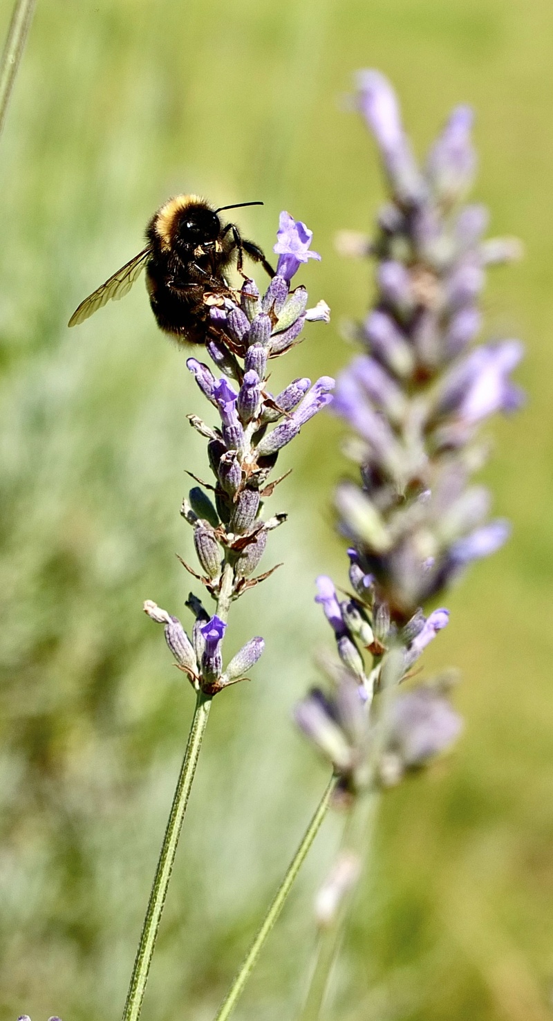 close, bumblebee, flower head, animals in the wild, nature, animal, bees, beautiful, vulnerability, animal themes, pollen, one animal, yellow, fragility