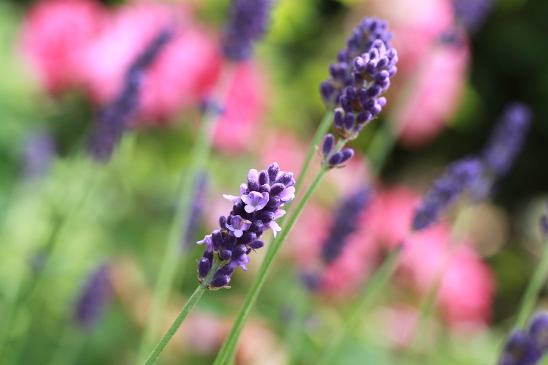 vulnerability, flora, lavender, scented plant, plant, blossom, inflorescence, true lavender, beautiful, freshness, nature, bloom, growth, summer, no people