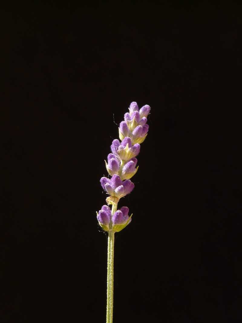 indoors, inflorescence, Lavender, plant, pink color, True, aromatic, flowering plant, nature, studio shot, flower, bush, bloom, no people, fragility, vulnerability