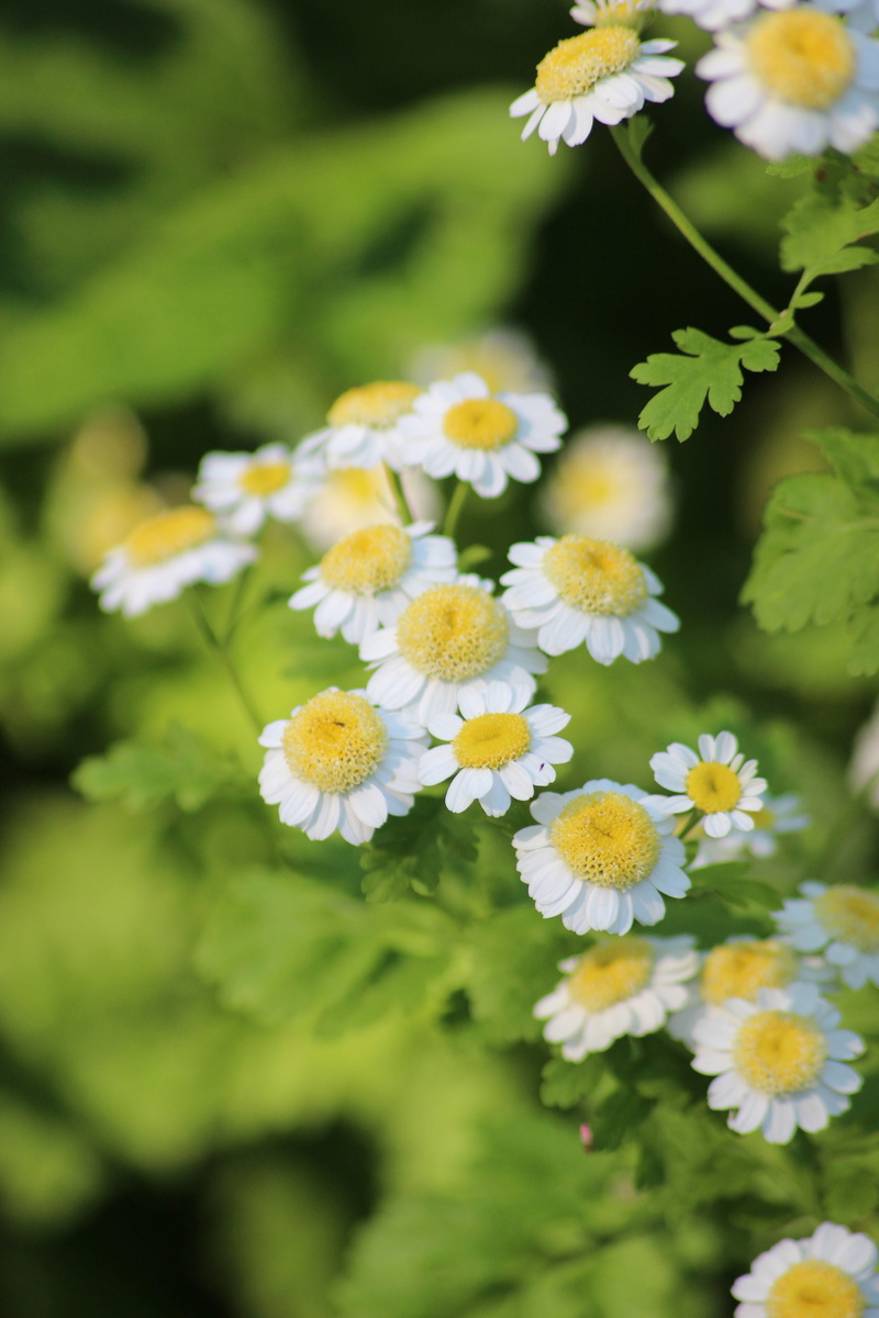homeopathy, pollen, nature, springtime, vulnerability, petal, botany, fragility, healing, flower head, 5K, plant, selective focus, beauty in nature, yellow