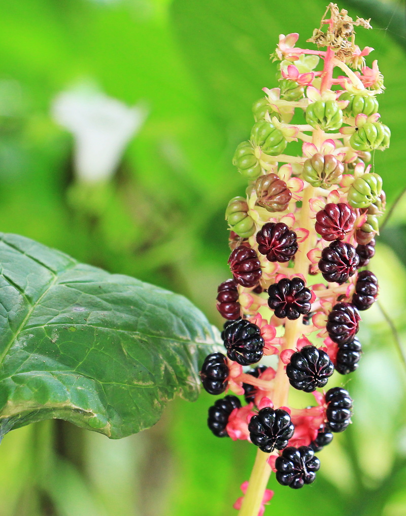 plant part, no people, outdoors, leaf, berries, wellbeing, food, purpurschwarz, focus on foreground, red, phytolacca, berry fruit, tree, ripe, homeopathy