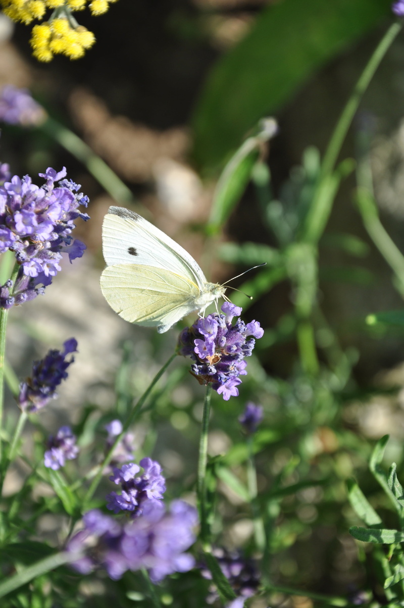 medicinal plant, day, purple, lavender, vulnerability, petal, garden, flowering plant, scented plant, pollination, nectar search, animal wildlife, butterfly - insect