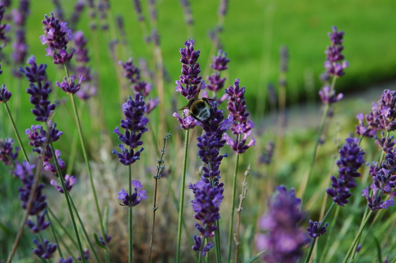 fragility, bee, in the summer, close-up, vulnerability, lavender blossom, close, flower head, animal wildlife, freshness, growth, flower, garden, animal themes