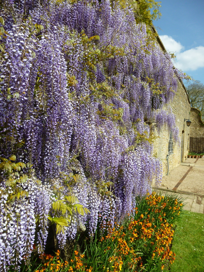 flowers, bright, beautiful flowers, plant, purple, growth, garden, grass, tree, lavender, wisteria, outdoors, vine, vulnerability, flowering plant, lamp