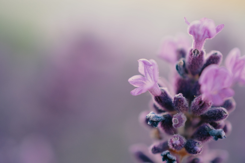 flowering plant, selective focus, pink color, flower arrangement, lavender, pastel colored, flora, flower head, flower, food and drink, lavender (flower)