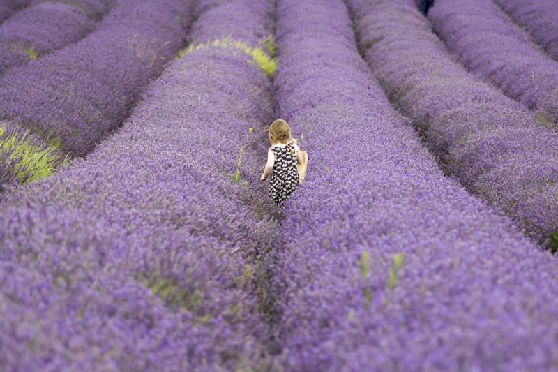 blossom, aromatherapy, land, field, lavender colored, purple, outdoors, aromatic, summer, one animal, vulnerability, fragility, bloom, freshness, lavender