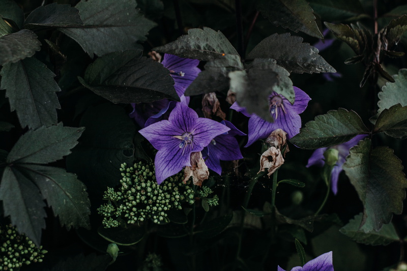 garden, flowering plant, no people, inflorescence, purple flowers, botanical, outdoors, color, lavender, petal, nature, perennial, leaf, bright, beauty in nature