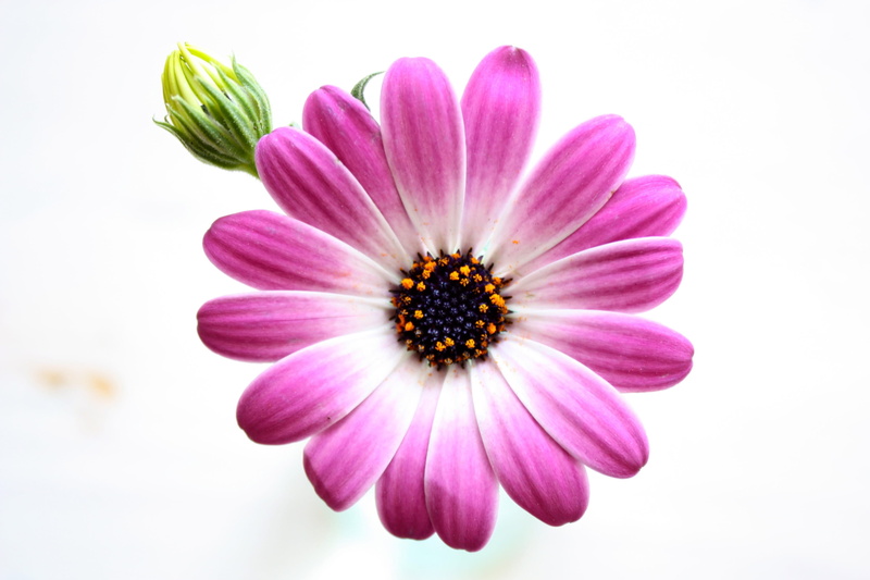 petal, Nature, close-up, sun, white, garden, pink Color, spring, plant, vulnerability, Blossom, close up summer garden, springtime, fragility, no people