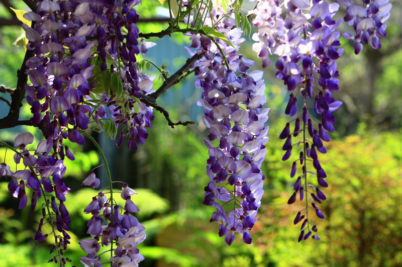 landscape, purple, hanging, petaled, 4K, bloom, scented, vine, lavender colored, tree, flowers, day, summer, plant, focus on foreground, string, flowers and plants
