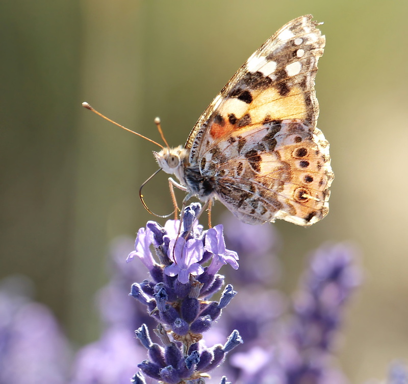 pollination, freshness, focus on foreground, no people, violet, lavender flowers, flowers, close-up, sweet, bloom, outdoors, animal, summer, blossom, lavender