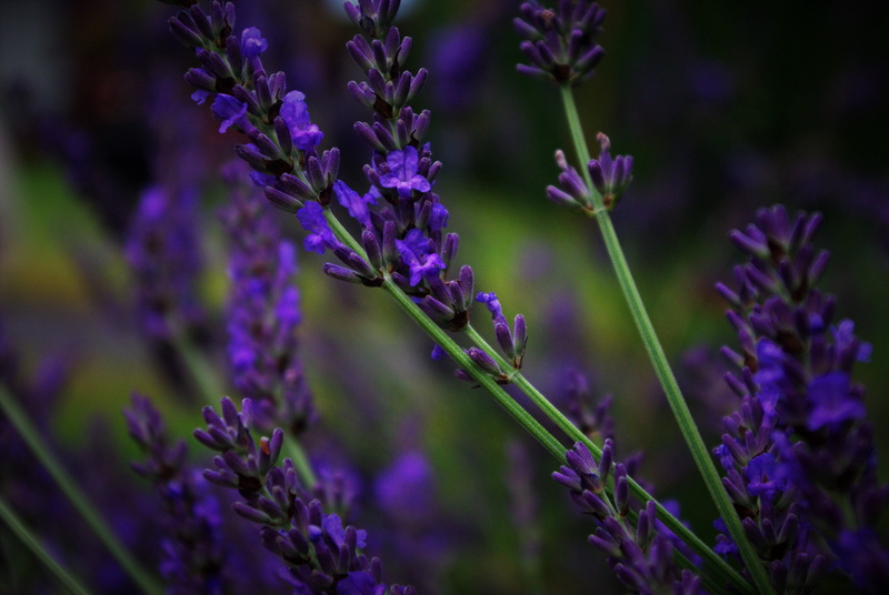 focus, outdoors, mint, flower head, herb, lavender flowers, violet, garden, close, lavender, smell, growth, vulnerability, bloom, field, blue, photography
