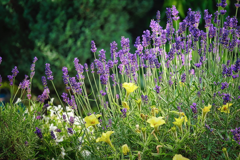 5K, vulnerability, springtime, flowering plant, lavender flowers, nature, freshness, purple, medicinal plant, close-up, yellow, fragility, outdoors, flowers