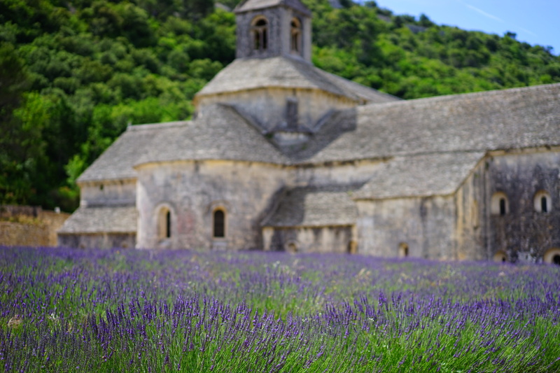 aroma, fragrant, rural scene, wild plant, lavender blossom, lavender meadow, lavandula officinalis, medicinal plant, the order of cistercians, lavender field