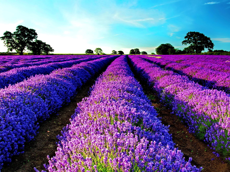 morning, lavender, bright, rows, field, nature, fresh, 2K, summer, trees, blue, purple, meadow, delight