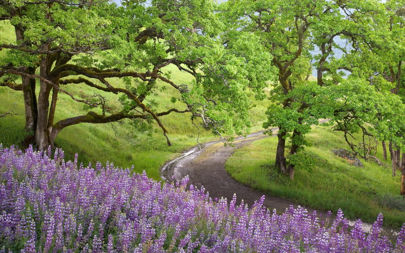 purple, field, beauty In Nature, pink Color, tranquil scene, multi Colored, 1080P, plant, tree, day, grass, no People, lavender, season, flowerbed, green Color
