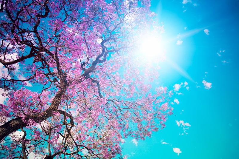 cherry Blossom, sun, growth, flower Head, springtime, branch, sunbeam, lilac, pink Color, plant, backgrounds, lens flare, sunlight, from below, 2K, beauty In Nature