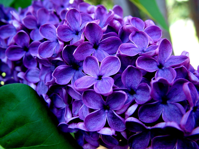 focus on foreground, green Color, purple, plant part, hydrangea, petal, flower, close-up, fragility, petaled, outdoors, freshness, springtime, vulnerability