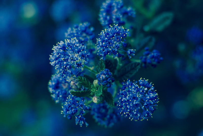 lilac, close-up, summer, plant, botany, 4K, californian lilac, blue, flowers, vulnerability, inflorescence, flower head, nature, purple, focus on foreground