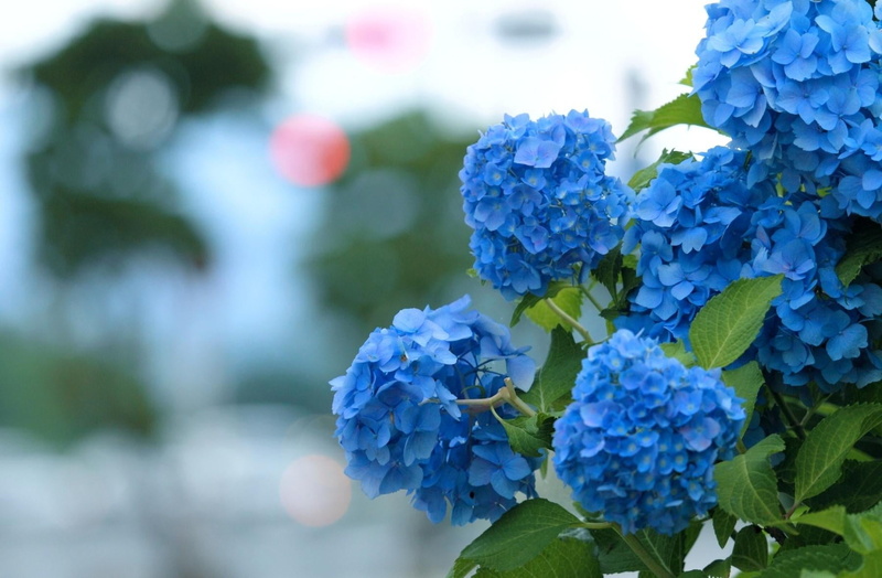 fragility, flower, lilac, green Color, growth, backgrounds, outdoors, blur, white, focus on foreground, flowers, leaf, flowering plant, plant, hydrangea