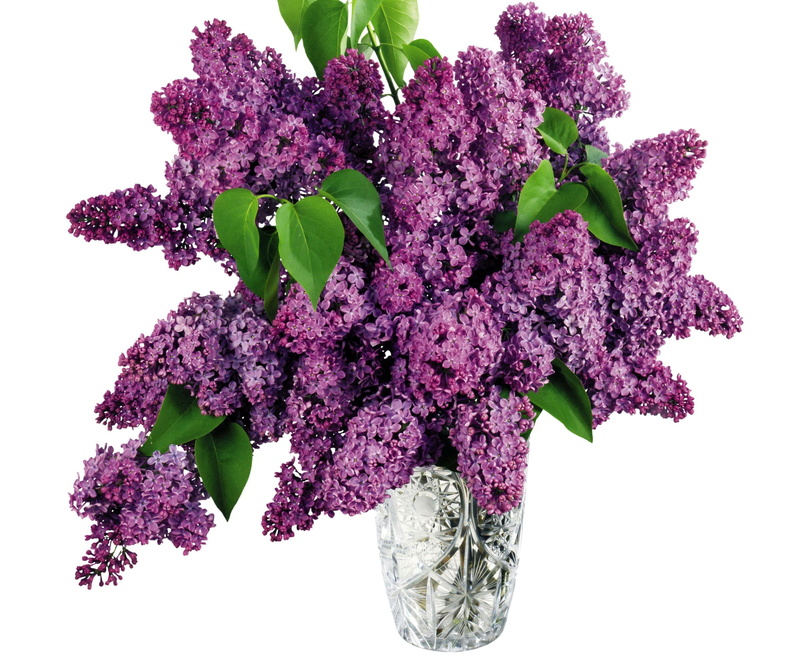 white, leaf, 1080P, inflorescence, fragility, purple, indoors, plant, isolated, flower Head, flower, lilacs, cut, scented, flowering plant, nature, pink Color