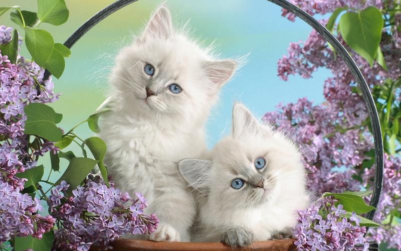 hd, white, lilacs, background, kittens, eyes, two, 4K, ultra, bloom, branches, blue, k