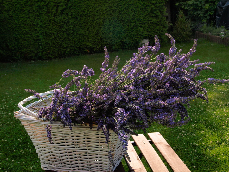 land, container, nature, freshness, plant, flowerbed, flower, blossom, basket, lilac, beauty in nature, flowers, 2K, green color, no people, growth, white