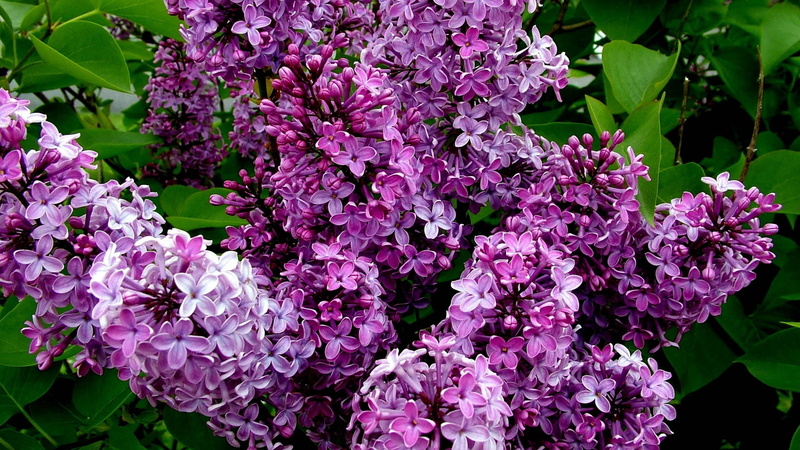 leaf, green Color, botany, flowering plant, formal Garden, flowers, season, vulnerability, summer, multi Colored, tree, blossoming, freshness, petals, 1080P