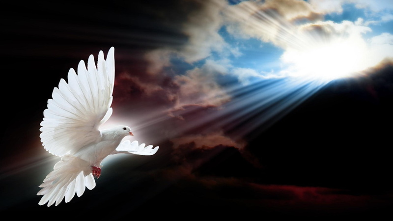 nature, heavens, 1080P, doves, flight, nature and landscapes, devine