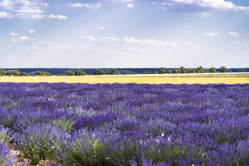 blue, field, nature, tranquil scene, rural, 5K, agriculture, scenics - nature, crop, flower, rural scene, lavender (flower), countryside, land, sky, tranquility