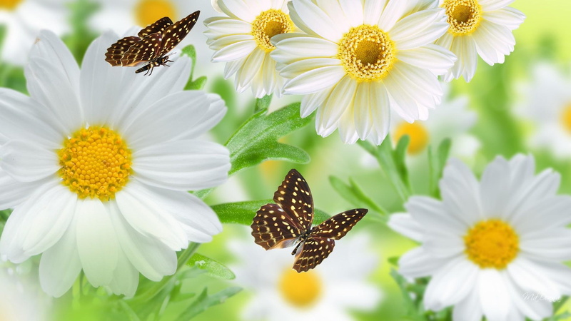 spring, chamomile, wildflowers, fleurs, daisies, papillon, 1080P, fresh, butterfly, garden, decorating, wild flowers