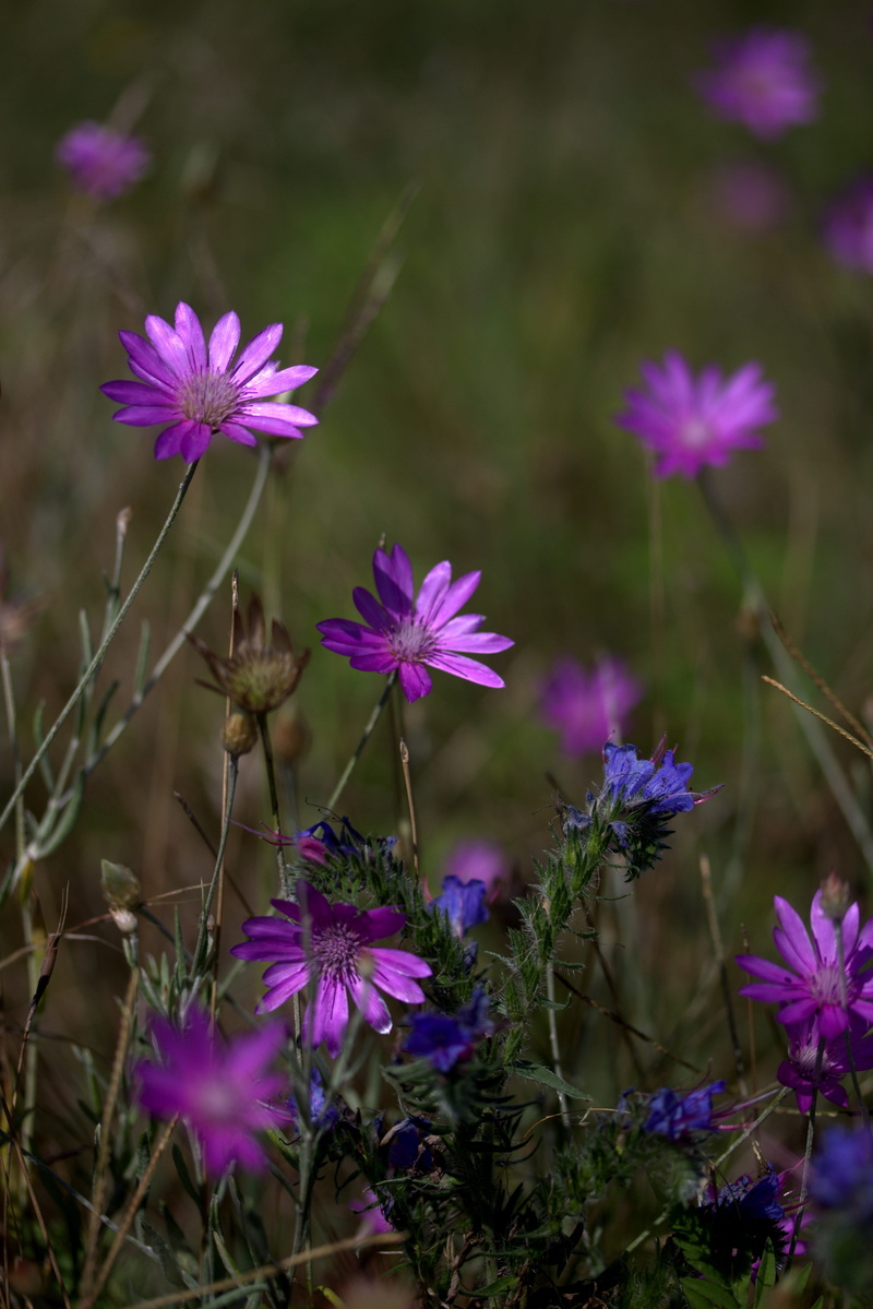 flower head, purple, nature, mov, growth, camp, inflorescence, freshness, selective focus, fragility, field, 5K, petal, focus on foreground, land, plant