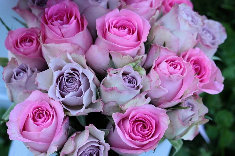 close-up, beauty in nature, outdoors, inflorescence, flowers, freshness, petal, floral pattern, plant, purple, mov, flower, rose, vulnerability, roses