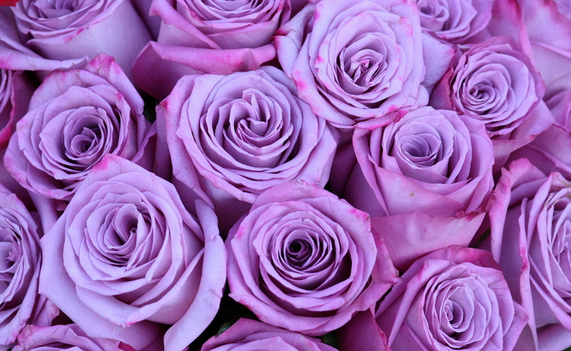 nature, high angle view, backgrounds, pink, photo, flower arrangement, purple, flowering plant, flower, close-up, inflorescence, roses, beauty in nature