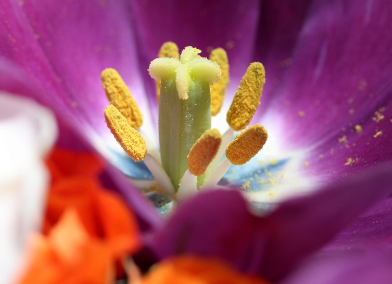 growth, close-up, flower head, fragility, plant, springtime, nature, macro, freshness, flowering plant, spring, magnification, soft focus, pollen, flower