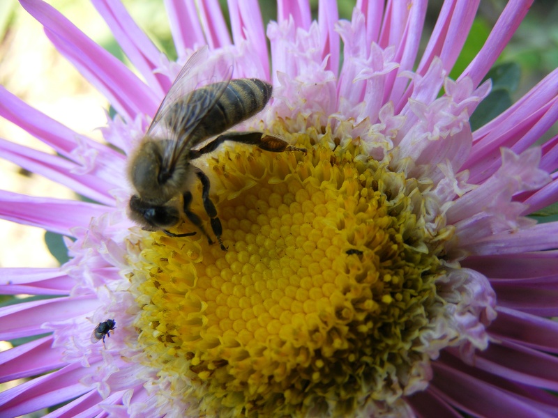 plant, insecta, freshness, pollen, close-up, macro, fragility, insect, outdoors, flower, invertebrate, petal, no people, growth, beauty in nature, animals in the wild