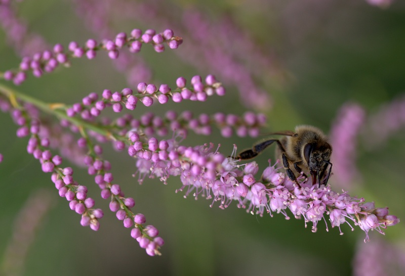 animals in the wild, growth, animal, fragility, flowering plant, plant, insect, flower, 2K, one animal, beauty in nature, no people, pollination, wild