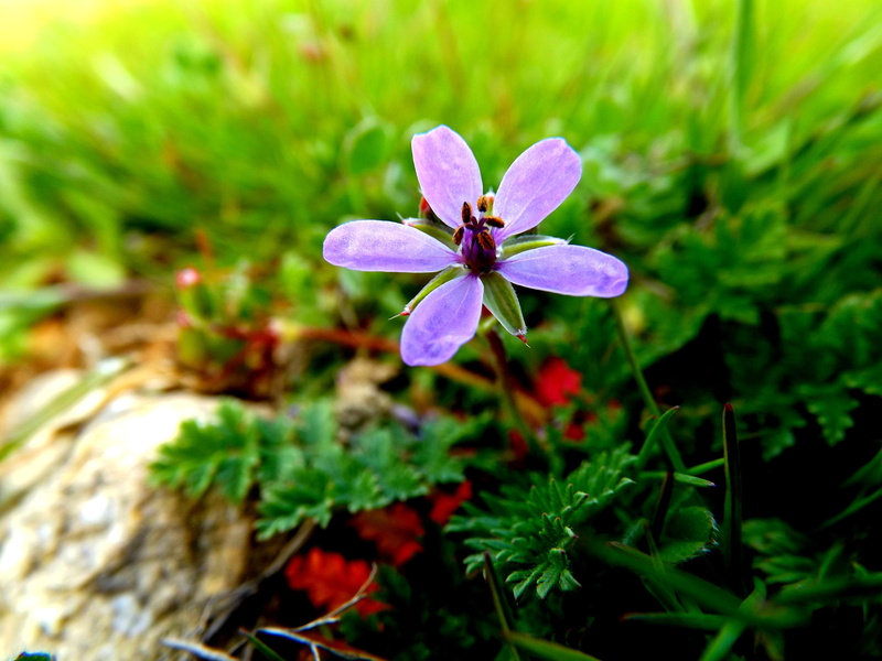 freshness, green, selective focus, growth, petal, grass, beauty in nature, wild, plant part, petals, 4K, outdoors, purple, mov, flower, fragility, green color
